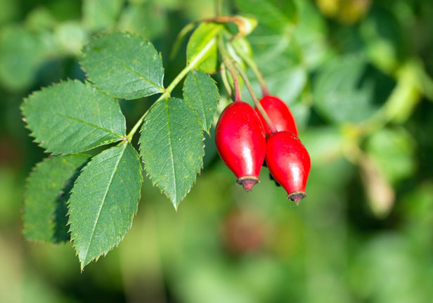 Rose Hip Facts - Vitamin Expert