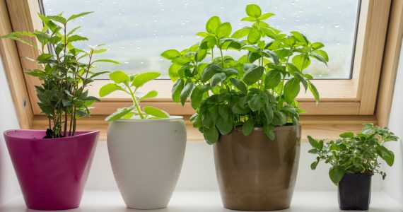 PLants in plant pots on a window sill