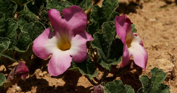 Devil's Claw flowers