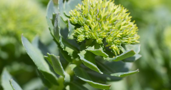 Close up of the rhodiola plant