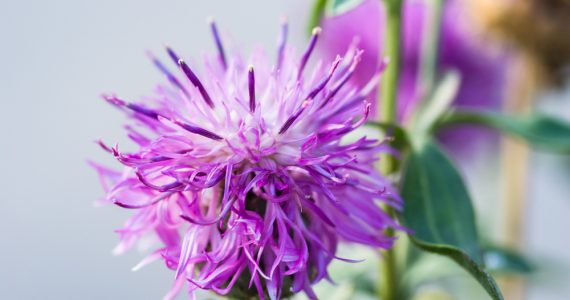 Milk thistle flower