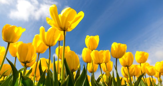 Close up of yellow tulips against a blue sky