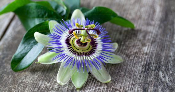 The Passion flower