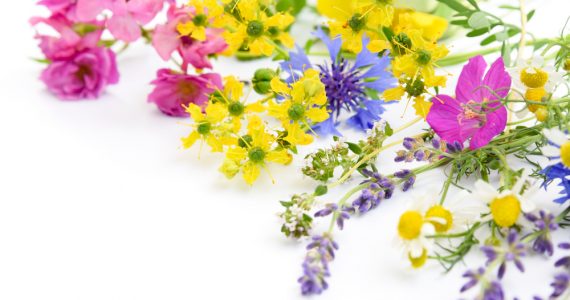 close up of a range of flowers