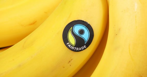 Close up of a bunch of bananas with the fair trade sticker on