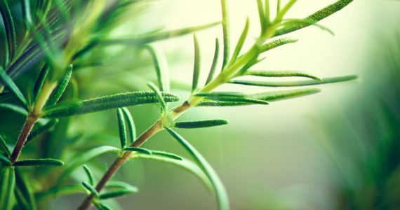 CLose up of the herb rosemary outside