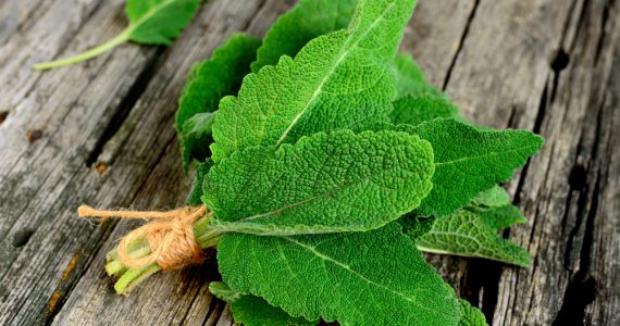 A bunch of sage leaves